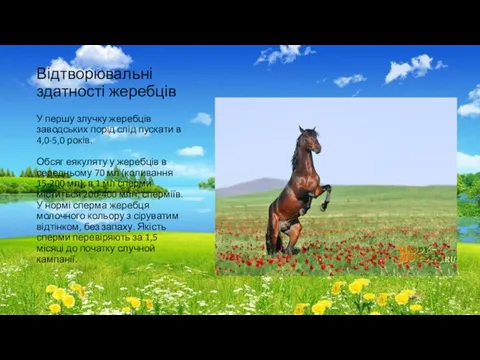 Відтворювальні здатності жеребців У першу злучку жеребців заводських порід слід пускати