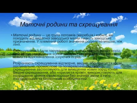 Маточні родини та схрещування Маточні родини — це група потомків (жеребців