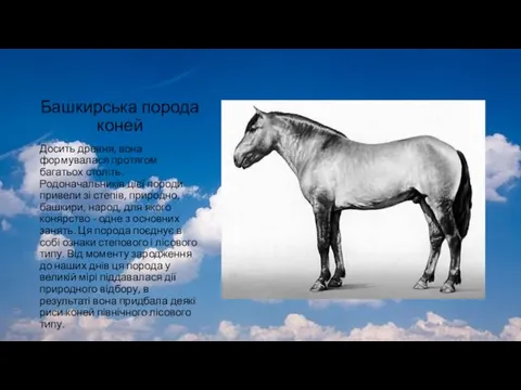 Башкирська порода коней Досить древня, вона формувалася протягом багатьох століть. Родоначальників