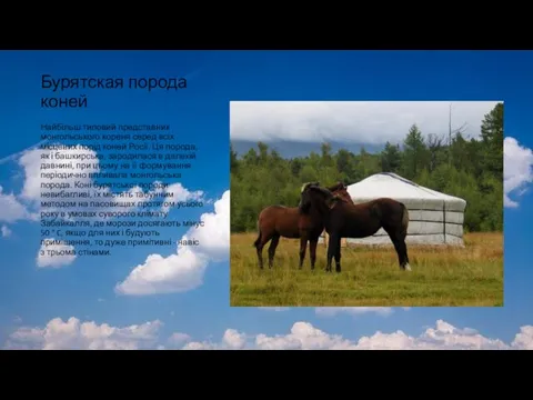 Бурятская порода коней Найбільш типовий представник монгольського кореня серед всіх місцевих