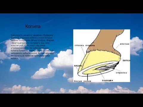 Копита Виконують захисну, зацепну і буферну функції. Передні копита у коня