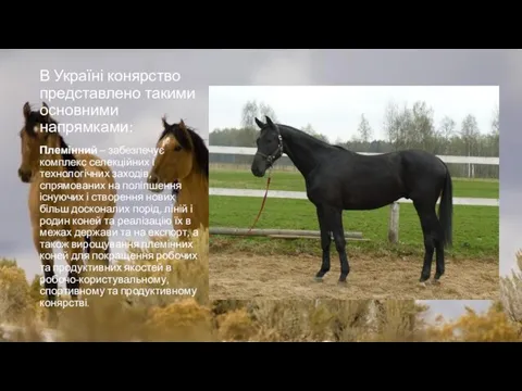 В Україні конярство представлено такими основними напрямками: Племінний – забезпечує комплекс