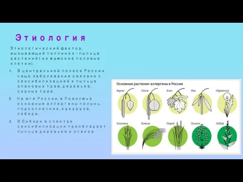 Этиология Этиологический фактор, вызывающий поллиноз – пыльца растений ( их мужские