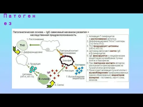 Патогенез