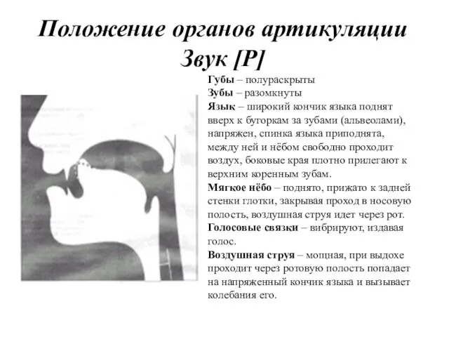 Положение органов артикуляции Звук [Р] Губы – полураскрыты Зубы – разомкнуты