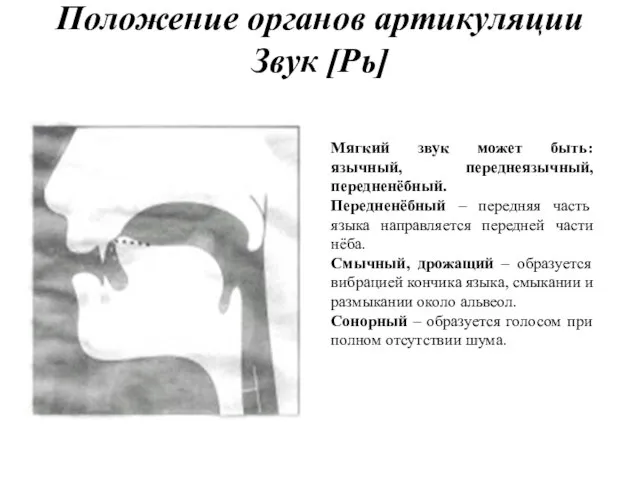 Положение органов артикуляции Звук [Рь] Мягкий звук может быть: язычный, переднеязычный,