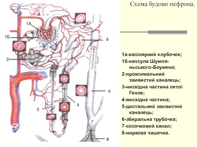 Схема будови нефрона. 1а-капілярний клубочок; 1б-капсула Шумля-ньського-Боумена; 2-проксимальний звивистий каналець; 3-нисхідна
