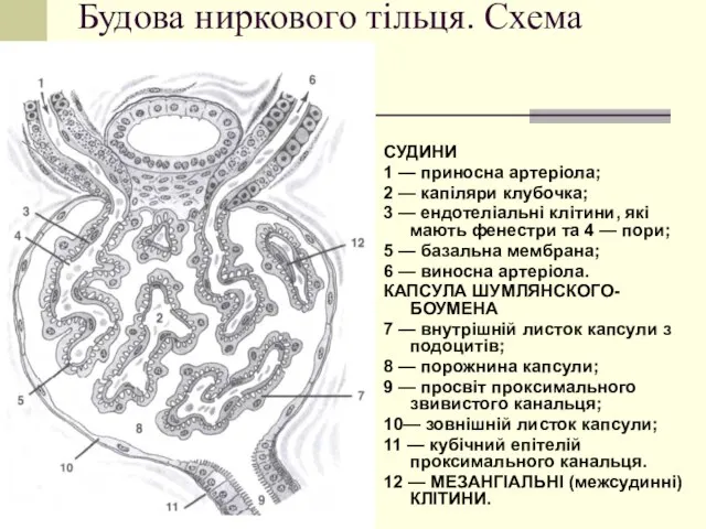 Будова ниркового тільця. Схема СУДИНИ 1 — приносна артеріола; 2 —