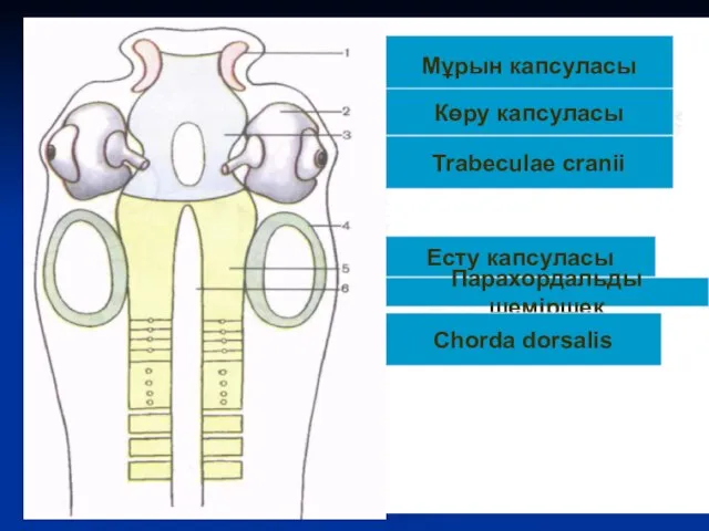 Мұрын капсуласы Көру капсуласы Есту капсуласы Парахордальды шеміршек Chorda dorsalis Trabeculae cranii