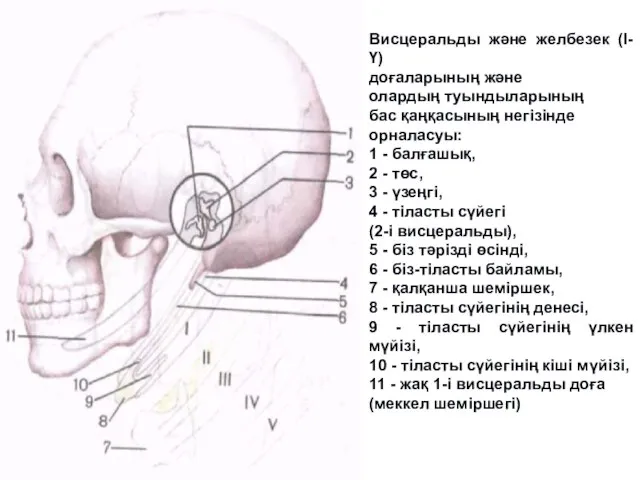 Висцеральды және желбезек (І-Ү) доғаларының және олардың туындыларының бас қаңқасының негізінде