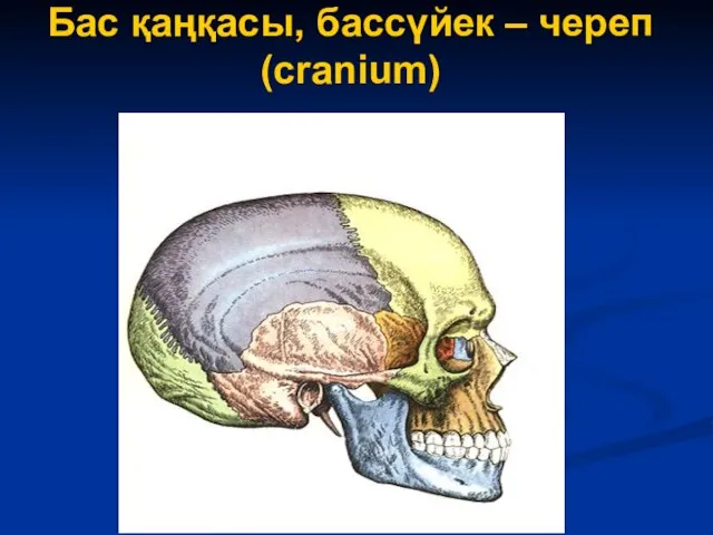 Бас қаңқасы, бассүйек – череп (cranium)