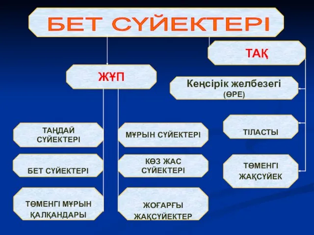 БЕТ СҮЙЕКТЕРІ ЖОҒАРҒЫ ЖАҚСҮЙЕКТЕР КӨЗ ЖАС СҮЙЕКТЕРІ МҰРЫН СҮЙЕКТЕРІ ТАҢДАЙ СҮЙЕКТЕРІ