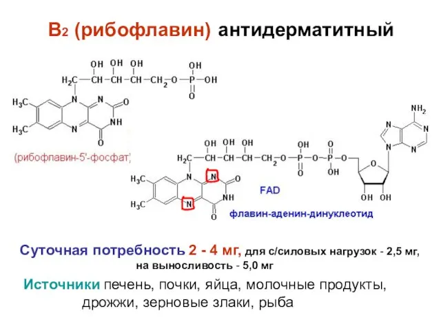B2 (рибофлавин) антидерматитный Суточная потребность 2 - 4 мг, для с/силовых