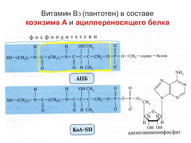 Витамин В3 (пантотен) в составе коэнзима А и ацилпереносящего белка