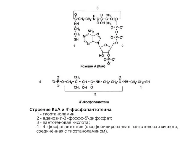 Строение КоА и 4'-фосфопантотеина. 1 - тиоэтаноламин; 2 - аденозил-3'-фосфо-5'-дифосфат; 3
