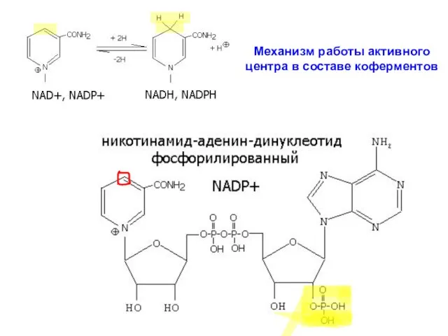 Механизм работы активного центра в составе коферментов