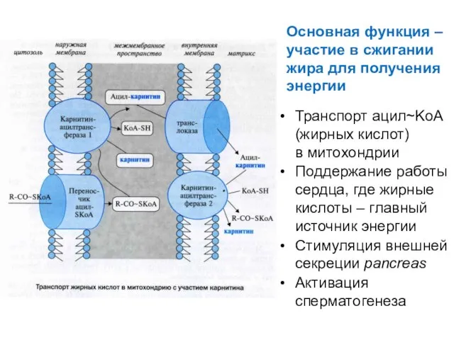 Основная функция – участие в сжигании жира для получения энергии Транспорт