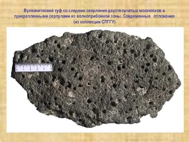 Вулканический туф со следами сверления двустворчатых моллюсков и прикрепленными серпулами из