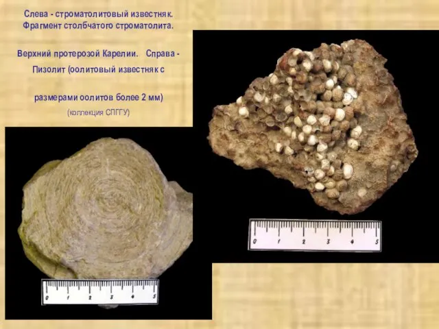 Слева - строматолитовый известняк. Фрагмент столбчатого строматолита. Верхний протерозой Карелии. Справа