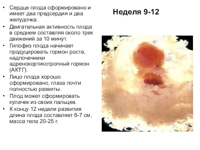 Неделя 9-12 Сердце плода сформировано и имеет два предсердия и два