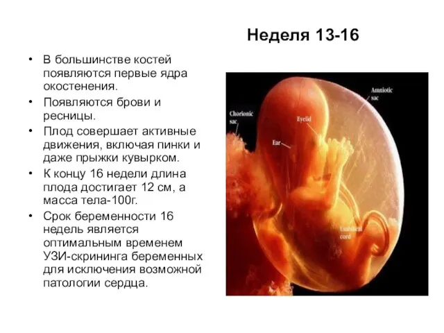 Неделя 13-16 В большинстве костей появляются первые ядра окостенения. Появляются брови