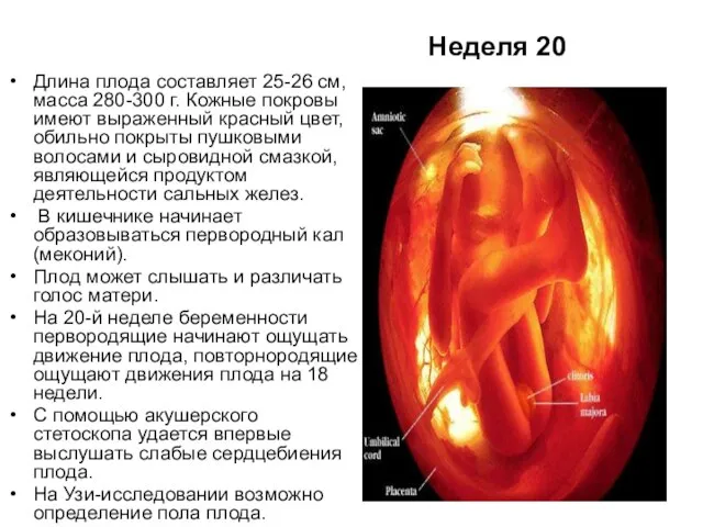 Неделя 20 Длина плода составляет 25-26 см, масса 280-300 г. Кожные