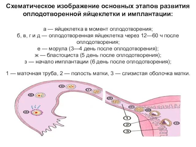 Схематическое изображение основных этапов развития оплодотворенной яйцеклетки и имплантации: а —