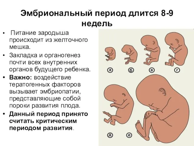 Эмбриональный период длится 8-9 недель Питание зародыша происходит из желточного мешка.