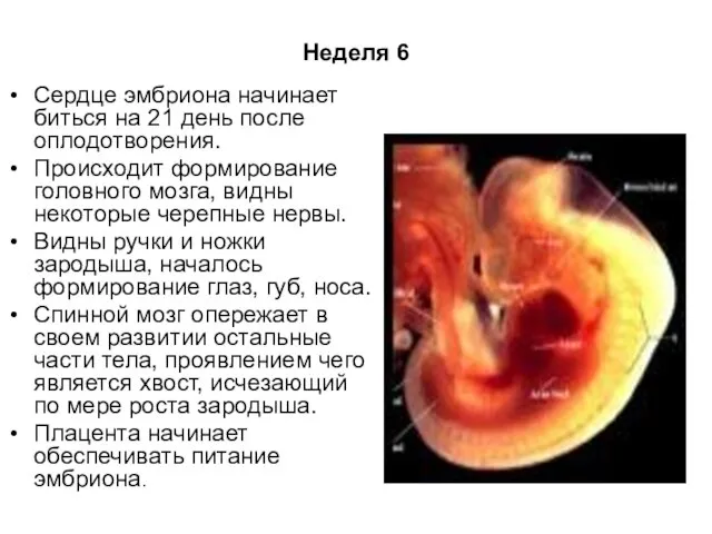 Неделя 6 Сердце эмбриона начинает биться на 21 день после оплодотворения.
