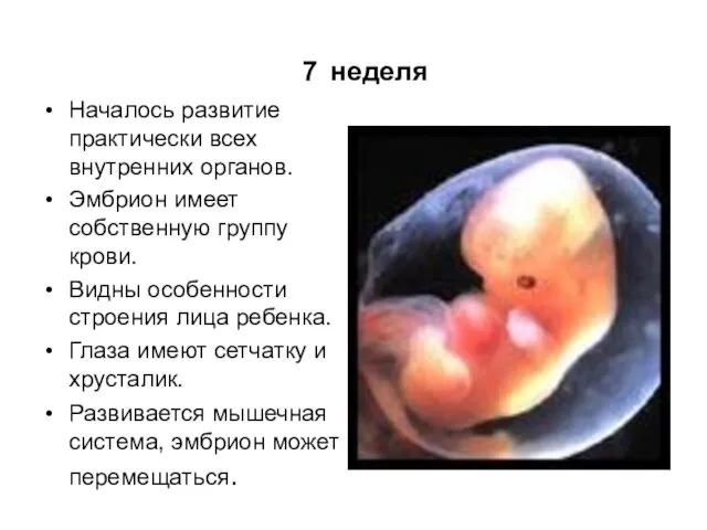 7 неделя Началось развитие практически всех внутренних органов. Эмбрион имеет собственную