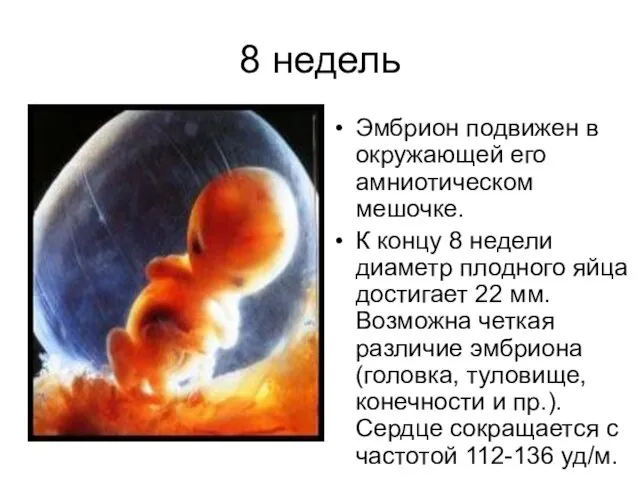 8 недель Эмбрион подвижен в окружающей его амниотическом мешочке. К концу