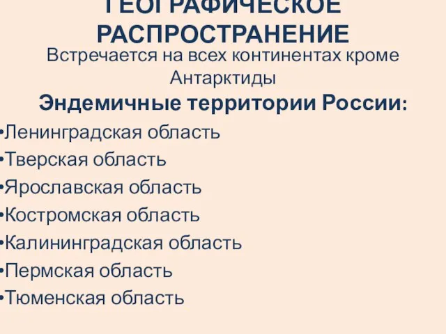 ГЕОГРАФИЧЕСКОЕ РАСПРОСТРАНЕНИЕ Встречается на всех континентах кроме Антарктиды Эндемичные территории России: