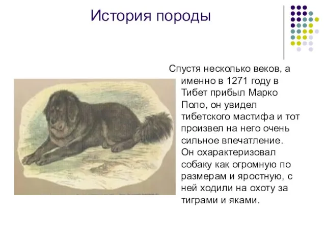 История породы Спустя несколько веков, а именно в 1271 году в