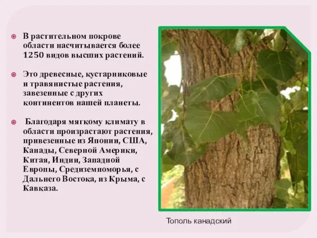 В растительном покрове области насчитывается более 1250 видов высших растений. Это