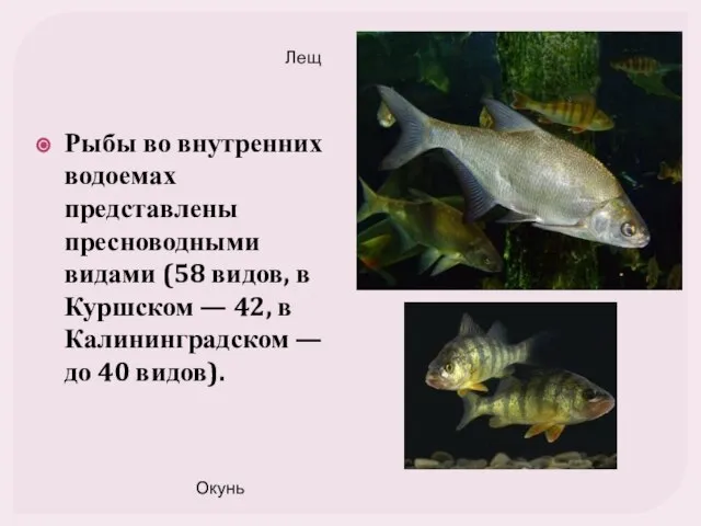 Рыбы во внутренних водоемах представлены пресноводными видами (58 видов, в Куршском