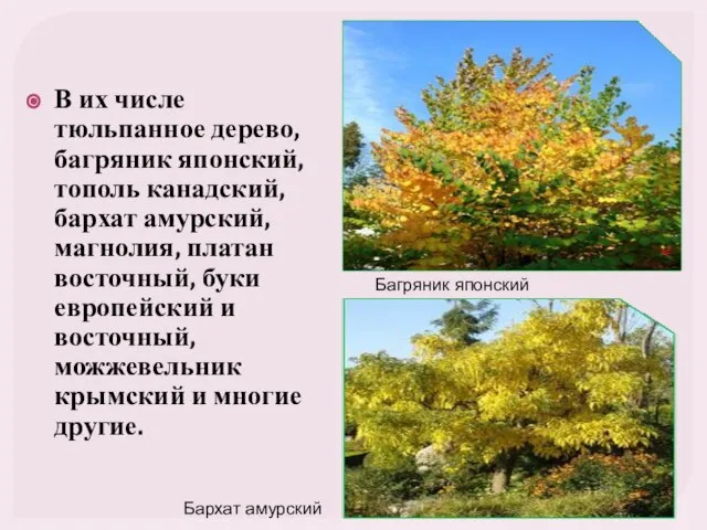 В их числе тюльпанное дерево, багряник японский, тополь канадский, бархат амурский,