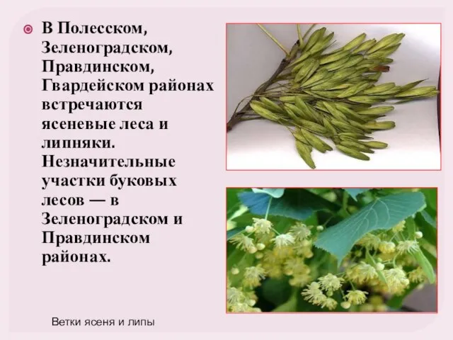 В Полесском, Зеленоградском, Правдинском, Гвардейском районах встречаются ясеневые леса и липняки.