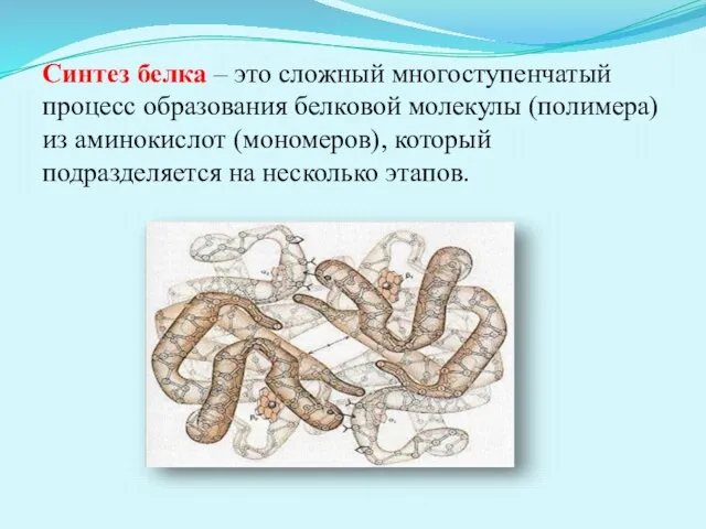 Синтез белка – это сложный многоступенчатый процесс образования белковой молекулы (полимера)