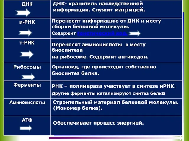 ДНК- хранитель наследственной информации. Служит матрицей. Переносит информацию от ДНК к