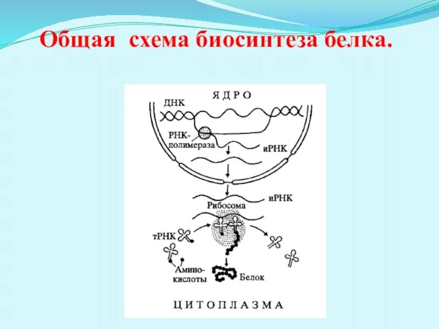 Общая схема биосинтеза белка.