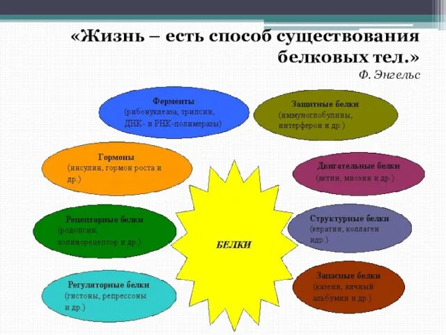 «Жизнь – есть способ существования белковых тел.» Ф. Энгельс