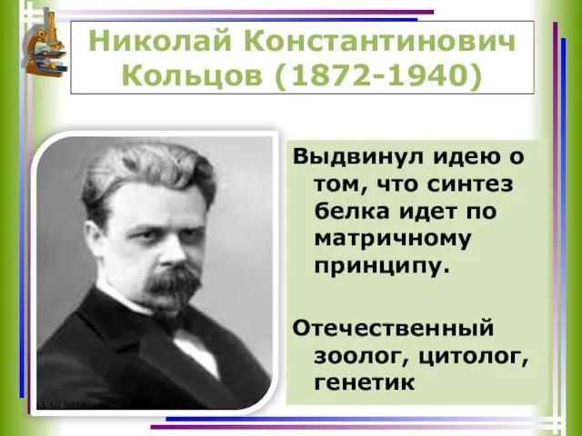 Николай Константинович Кольцов (1872-1940) Выдвинул идею о том, что синтез белка