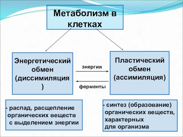 Метаболизм в клетках Энергетический обмен (диссимиляция) Пластический обмен (ассимиляция) распад, расщепление