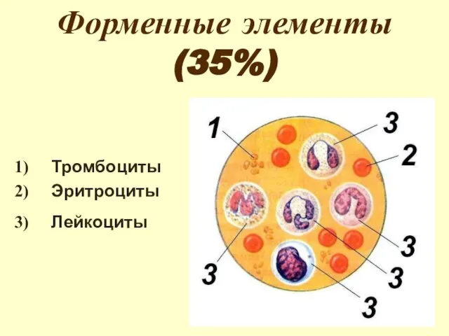 Форменные элементы (35%) Тромбоциты Эритроциты Лейкоциты