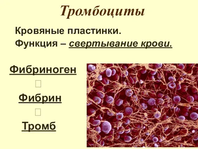 Тромбоциты Кровяные пластинки. Функция – свертывание крови. Фибриноген ? Фибрин ? Тромб