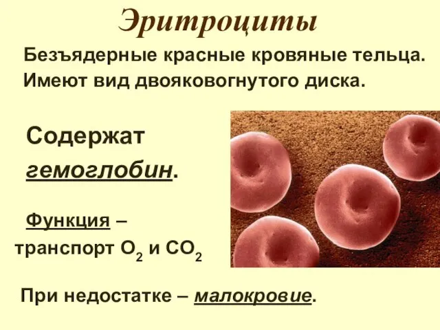 Эритроциты Безъядерные красные кровяные тельца. Имеют вид двояковогнутого диска. Содержат гемоглобин.