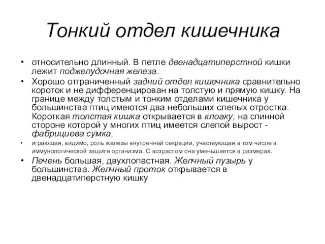 Тонкий отдел кишечника относительно длинный. В петле двенадцатиперстной кишки лежит поджелудочная