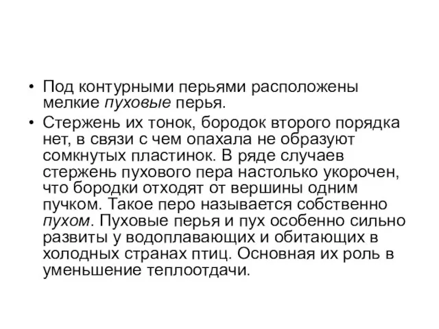 Под контурными перьями расположены мелкие пуховые перья. Стержень их тонок, бородок