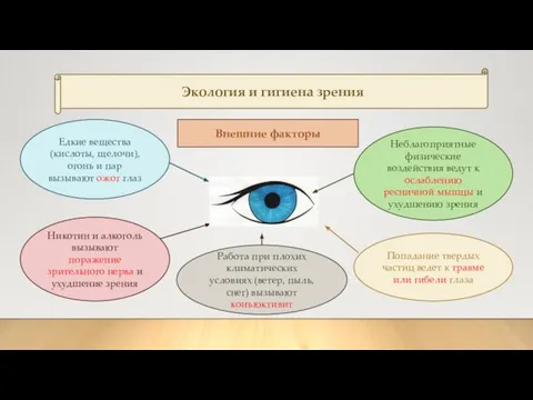 Экология и гигиена зрения Внешние факторы Едкие вещества (кислоты, щелочи), огонь