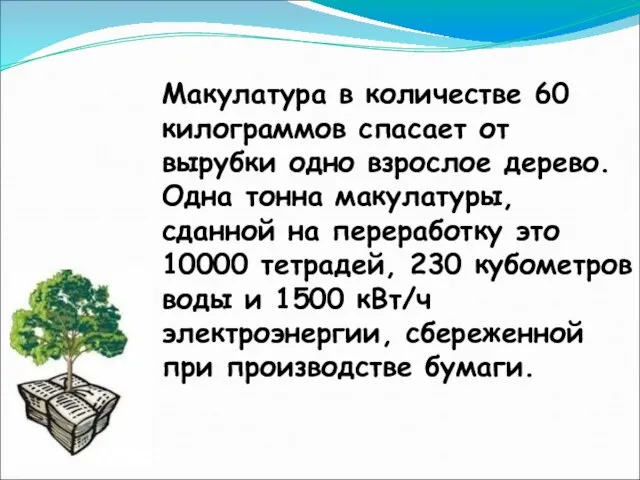 Макулатура в количестве 60 килограммов спасает от вырубки одно взрослое дерево.